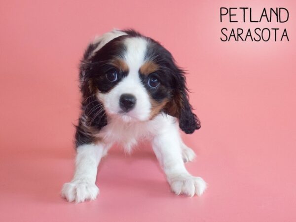 Cocker Spaniel-DOG-Female-CHOC-26054-Dream Tails Sarasota, Florida