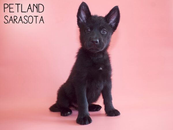 Labsky-DOG-Female-Black-26079-Dream Tails Sarasota, Florida