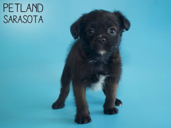 Brussel Poo-DOG-Male-Black / Tan-26078-Dream Tails Sarasota, Florida