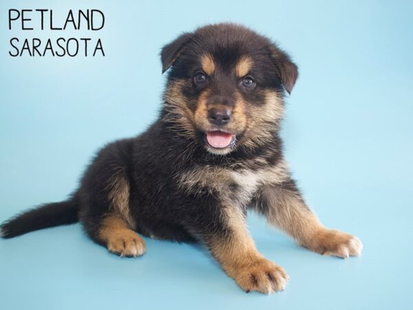 Siberian Shepherd-DOG-Male-Black / Tan-26077-Dream Tails Sarasota, Florida