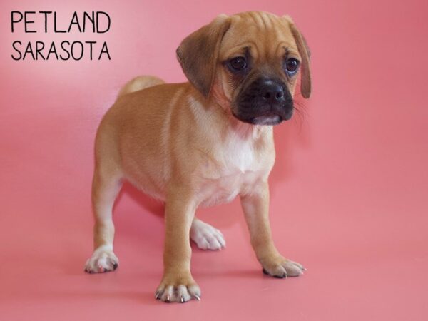 Puggle-DOG-Female-Fawn-26075-Dream Tails Sarasota, Florida