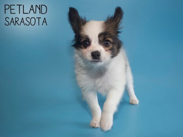 Papillon-DOG-Male-Sable / White-26073-Dream Tails Sarasota, Florida