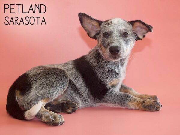 Australian Cattle Dog-DOG-Female-Black-26070-Dream Tails Sarasota, Florida