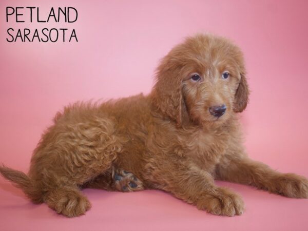 Labradoodle-DOG-Female-Red-26069-Dream Tails Sarasota, Florida