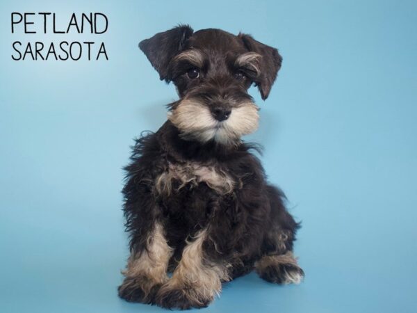 Miniature Schnauzer-DOG-Male-BLACK SILVER-26067-Dream Tails Sarasota, Florida