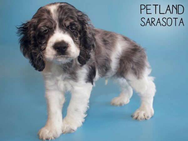 Cocker Spaniel-DOG-Male-MERLE-26087-Dream Tails Sarasota, Florida