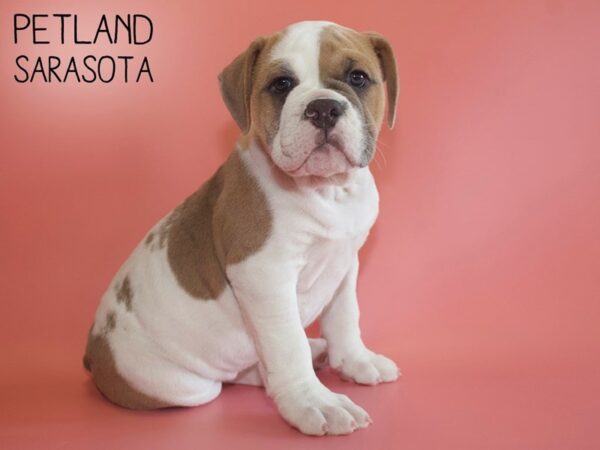 Old English Bulldog-DOG-Female-LILAC WHITE-26085-Dream Tails Sarasota, Florida