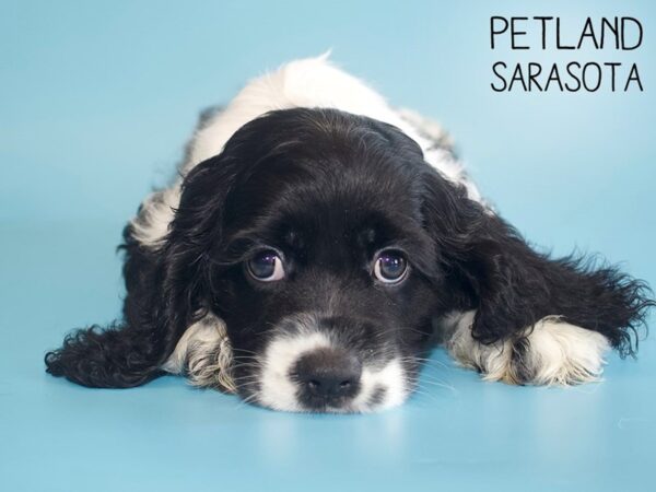 Cocker Spaniel-DOG-Male-BLK WH-26084-Dream Tails Sarasota, Florida