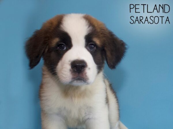 Saint Bernard-DOG-Male-Sable White-26080-Dream Tails Sarasota, Florida