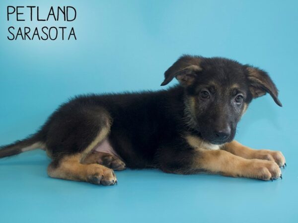 German Shepherd-DOG-Male-Black / Tan-26096-Dream Tails Sarasota, Florida