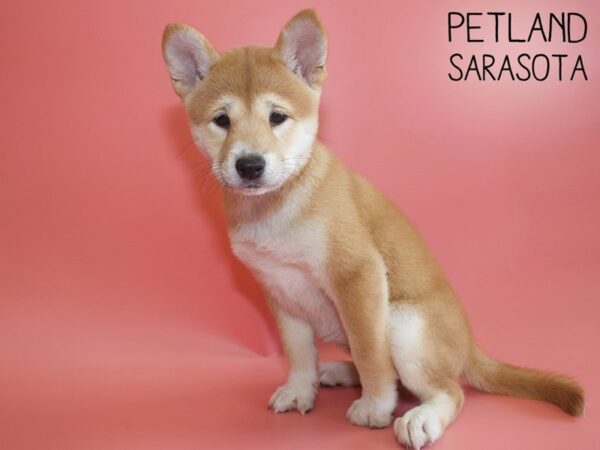 Shiba Inu-DOG-Female-Red Sesame-26094-Dream Tails Sarasota, Florida