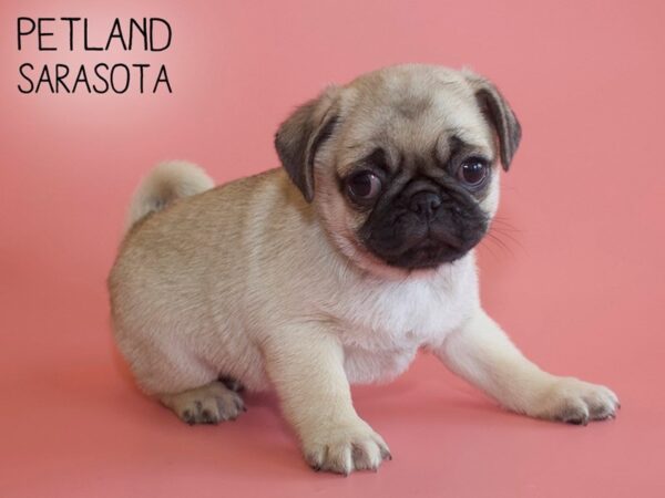 Pug-DOG-Female-Fawn-26093-Dream Tails Sarasota, Florida