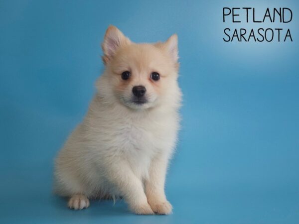 Pomeranian-DOG-Male-Orange-26092-Dream Tails Sarasota, Florida