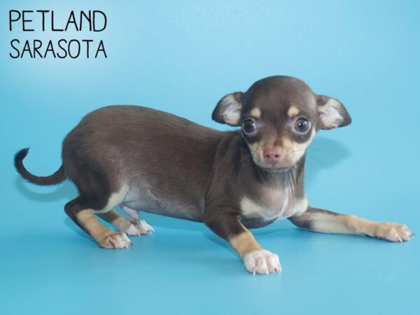 Chihuahua-DOG-Male-Chocolate / Tan-26089-Dream Tails Sarasota, Florida