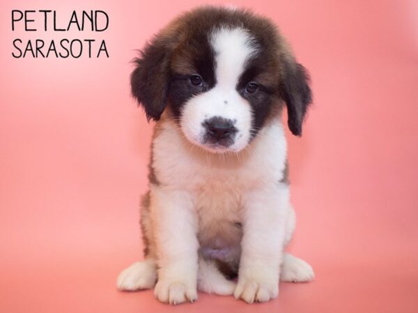 Saint Bernard-DOG-Female-Sable & White-26097-Dream Tails Sarasota, Florida