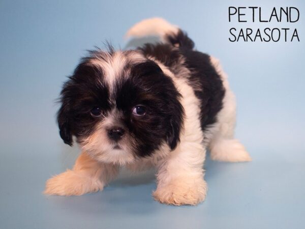 Shih Tzu-DOG-Male-Black & White-26098-Dream Tails Sarasota, Florida