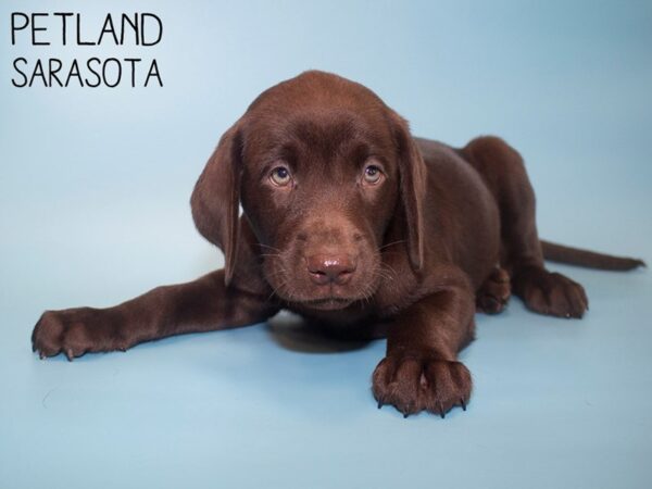 Labrador Retriever-DOG-Male-Chocolate-26099-Dream Tails Sarasota, Florida