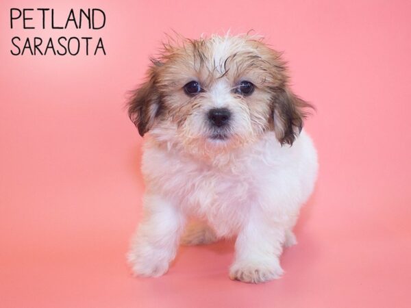 Shih Tzu-DOG-Female-brown white-26100-Dream Tails Sarasota, Florida