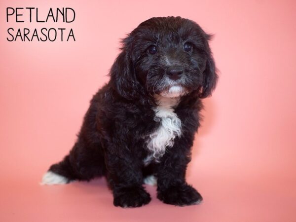 Havanese-DOG-Female-BLK-26101-Dream Tails Sarasota, Florida