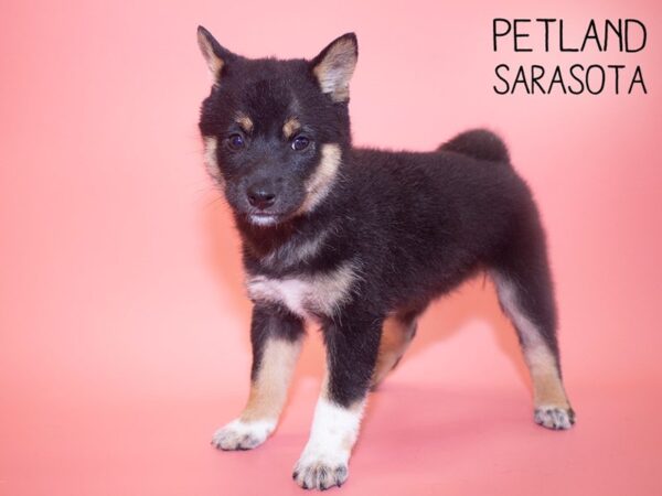Shiba Inu-DOG-Female-BLK TAN-26102-Dream Tails Sarasota, Florida