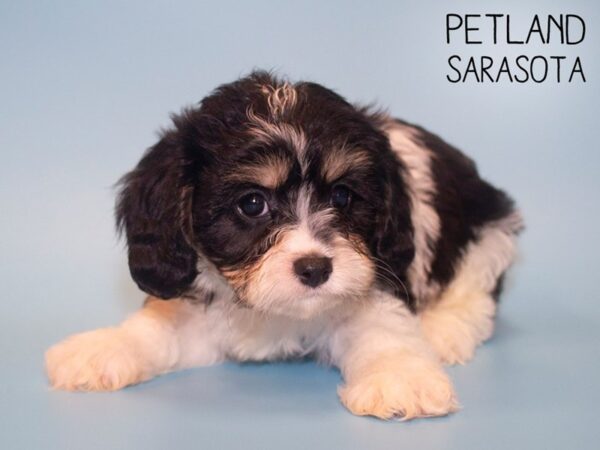 Cavachon-DOG-Male-TRI-26103-Dream Tails Sarasota, Florida