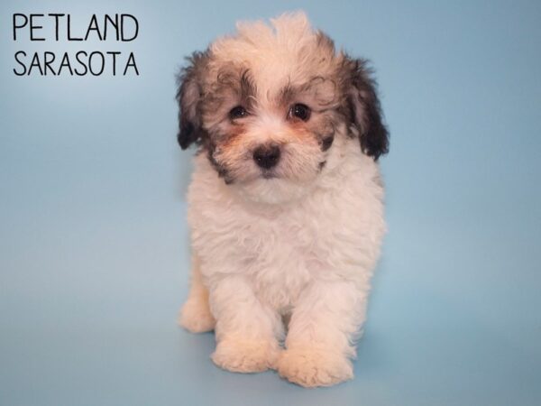 Bichonpoo-DOG-Male-BROWN WHITE-26105-Dream Tails Sarasota, Florida