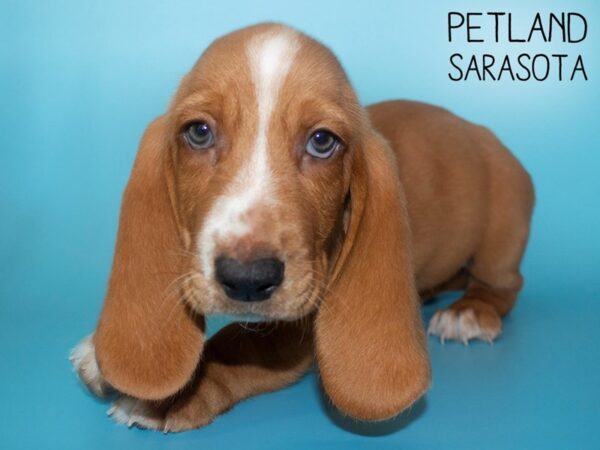 Basset Hound-DOG-Male-Red / White-26125-Dream Tails Sarasota, Florida