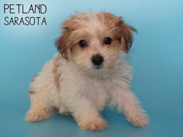 Yorkiepoo-DOG-Male-Golden-26124-Dream Tails Sarasota, Florida