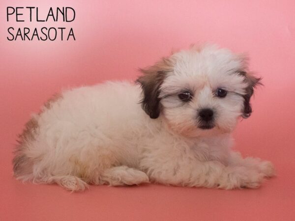 Teddy Bear-DOG-Female-Black / White-26123-Dream Tails Sarasota, Florida