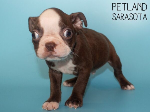 Boston Terrier-DOG-Male-Seal / White-26122-Dream Tails Sarasota, Florida