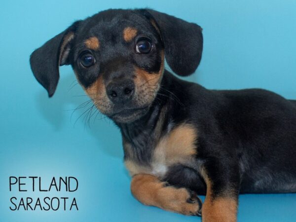 Chiweenie-DOG-Male-Black / Tan-26121-Dream Tails Sarasota, Florida