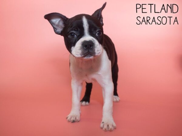 Boston Terrier-DOG-Female-Black / White-26120-Dream Tails Sarasota, Florida