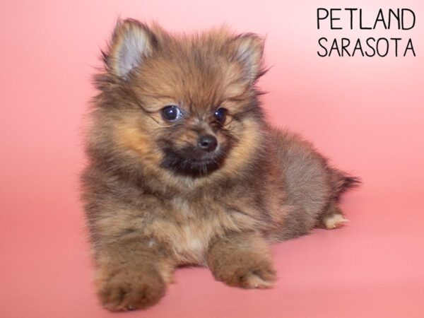 Pomeranian-DOG-Female-Red Sable-26116-Dream Tails Sarasota, Florida