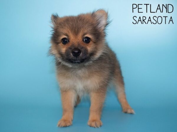Pomeranian-DOG-Male-Red Sable-26115-Dream Tails Sarasota, Florida