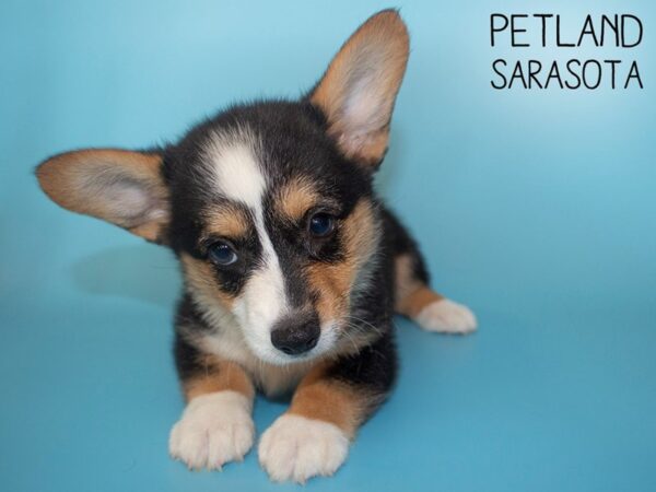 Pembroke Welsh Corgi-DOG-Male-Black White / Tan-26114-Dream Tails Sarasota, Florida