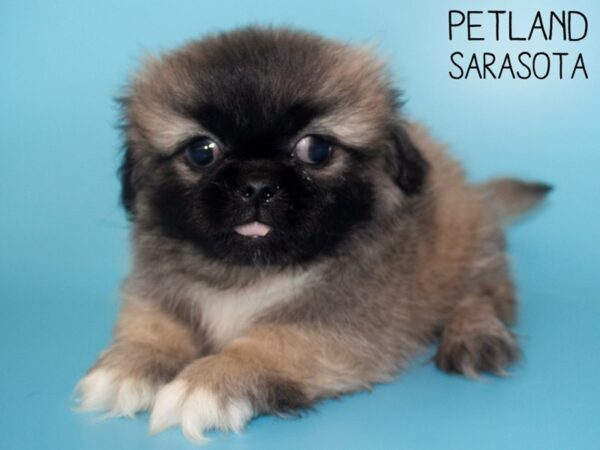Pekingese-DOG-Male-Cream Sable-26113-Dream Tails Sarasota, Florida