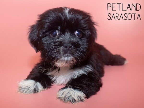 Lhasa Apso-DOG-Female-Black-26111-Dream Tails Sarasota, Florida