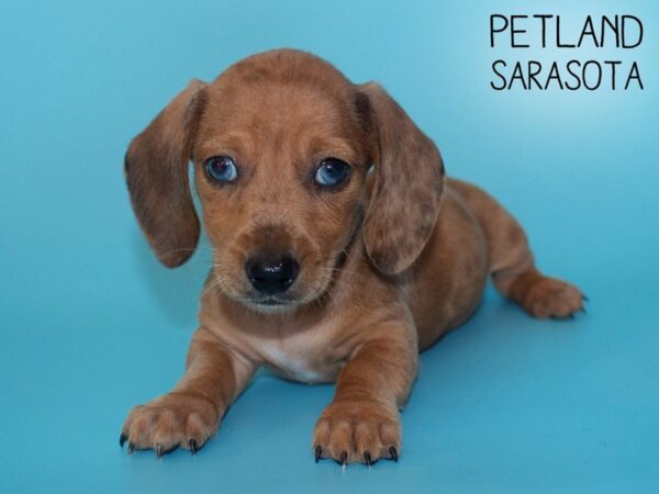 Dachshund-DOG-Male-Red-26108-Dream Tails Sarasota, Florida