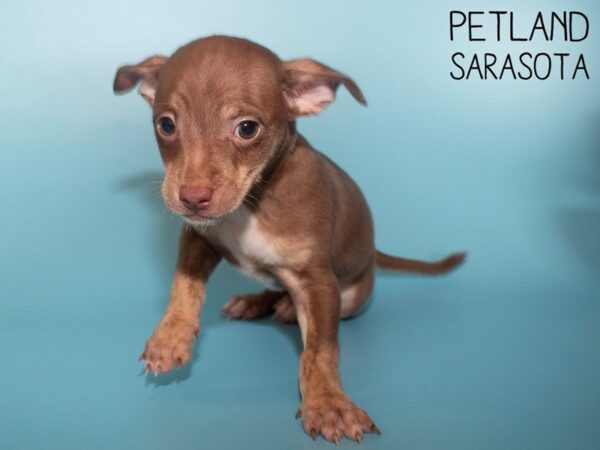 Chihuahua-DOG-Male-Chocolate / Tan-26106-Dream Tails Sarasota, Florida