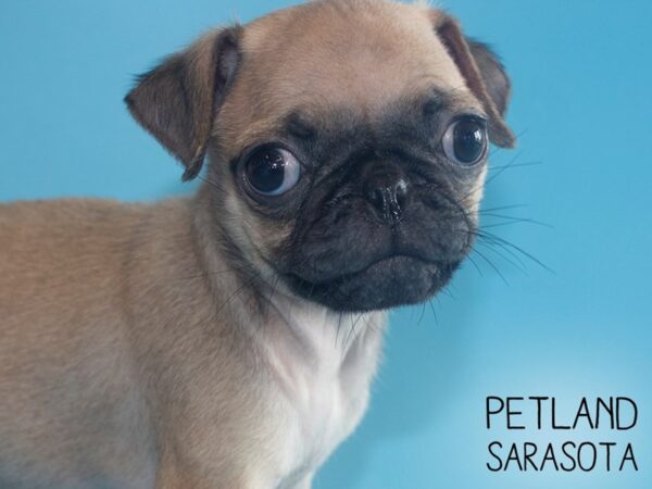 Pug-DOG-Male-Fawn-26117-Dream Tails Sarasota, Florida