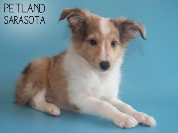 Shetland Sheepdog-DOG-Male-Sable / White-26118-Dream Tails Sarasota, Florida
