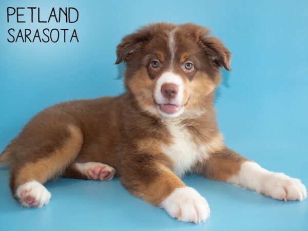 Miniature Australian Shepherd-DOG-Male-RED TRI-26065-Dream Tails Sarasota, Florida