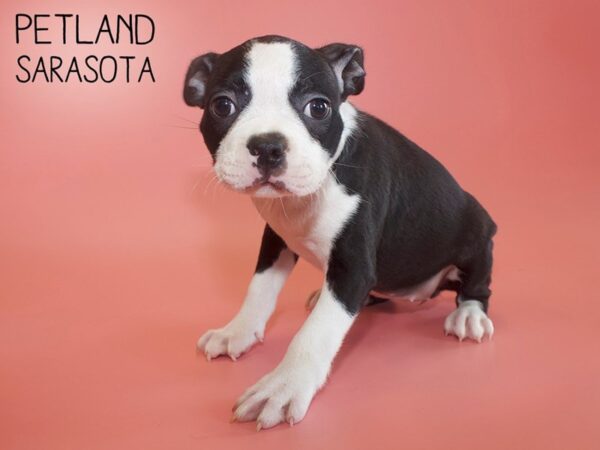 Boston Terrier-DOG-Female-BLACK WHITE-26153-Dream Tails Sarasota, Florida