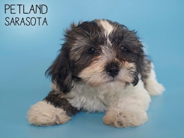 Teddy Bear-DOG-Male-brown white-26152-Dream Tails Sarasota, Florida