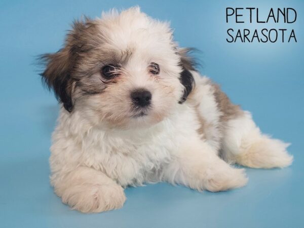 Teddy Bear-DOG-Male-brown white-26151-Dream Tails Sarasota, Florida