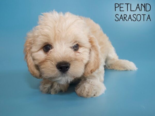 Cavachon-DOG-Male-Cream-26147-Dream Tails Sarasota, Florida