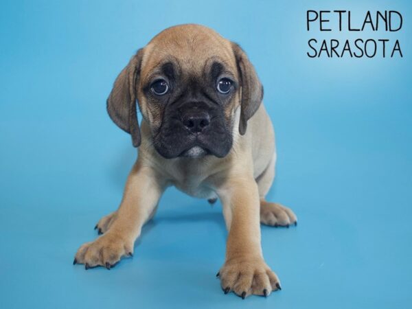 English Bulldog Puggle-DOG-Male-FAWN-26146-Dream Tails Sarasota, Florida