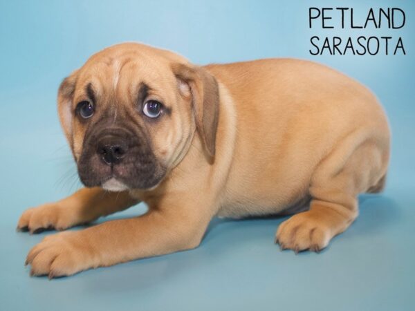 English Bulldog Puggle-DOG-Male-FAWN-26145-Dream Tails Sarasota, Florida