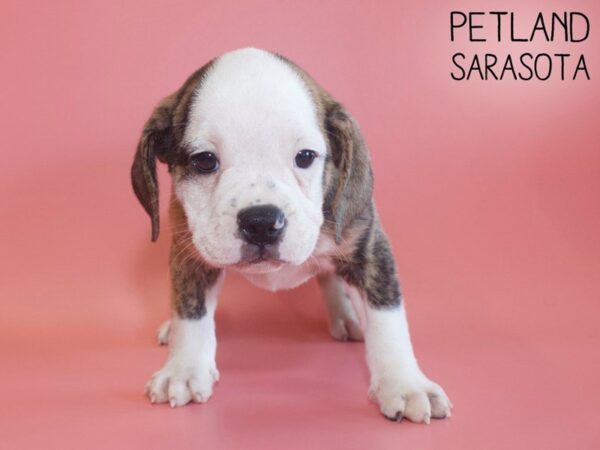 English Bulldog Puggle-DOG-Female-BRINDLE-26144-Dream Tails Sarasota, Florida