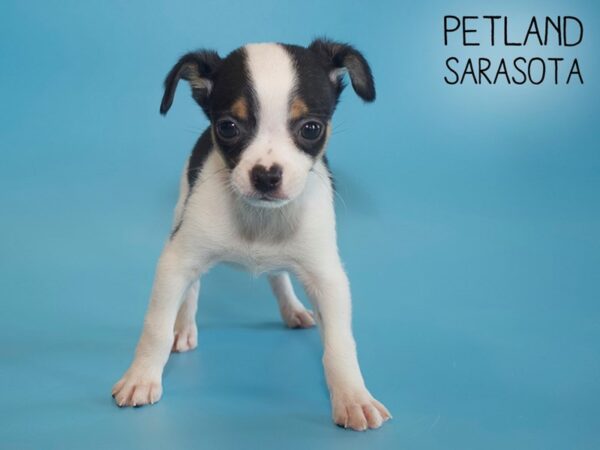 Chihuahua-DOG-Male-TRI-26143-Dream Tails Sarasota, Florida